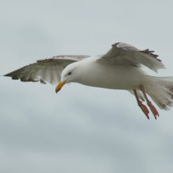 p-mouette